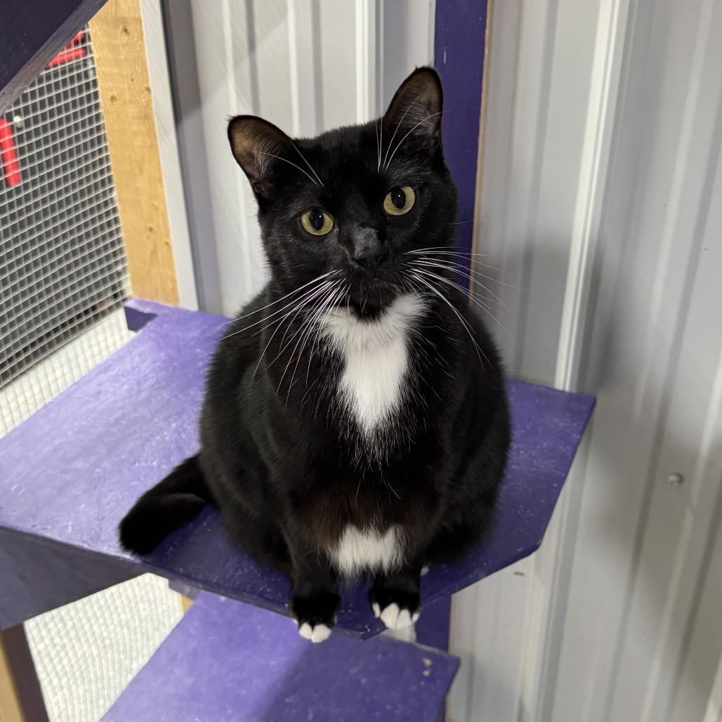 Enlarge Dolly, a Adoptable Domestic Short Hair in Blairsville, GA image 4/6