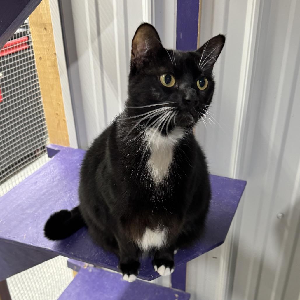 Enlarge Dolly, a Adoptable Domestic Short Hair in Blairsville, GA image 5/6