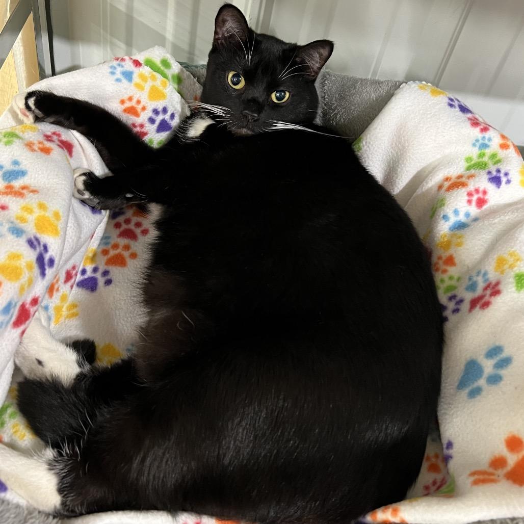 Enlarge Dolly, a Adoptable Domestic Short Hair in Blairsville, GA image 6/6