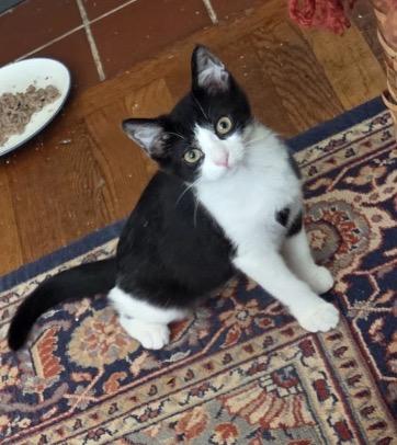 Enlarge Antoinette, an adopted Domestic Short Hair in Beverly, MA image 1/2