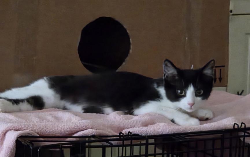 Enlarge Antoinette, an adopted Domestic Short Hair in Beverly, MA image 2/2