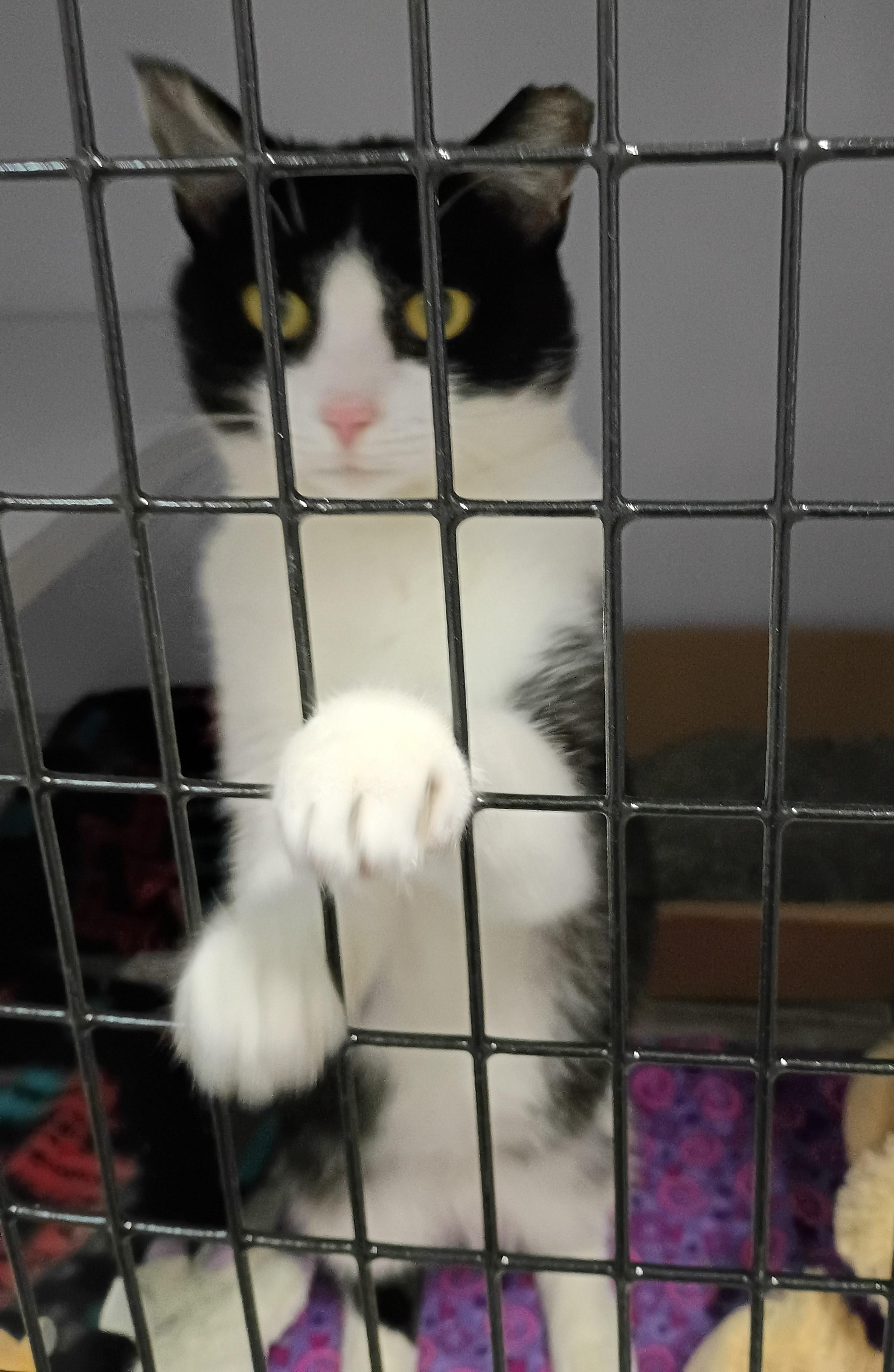 Diva, a Adoptable Tuxedo in Rogersville, TN image 5/5