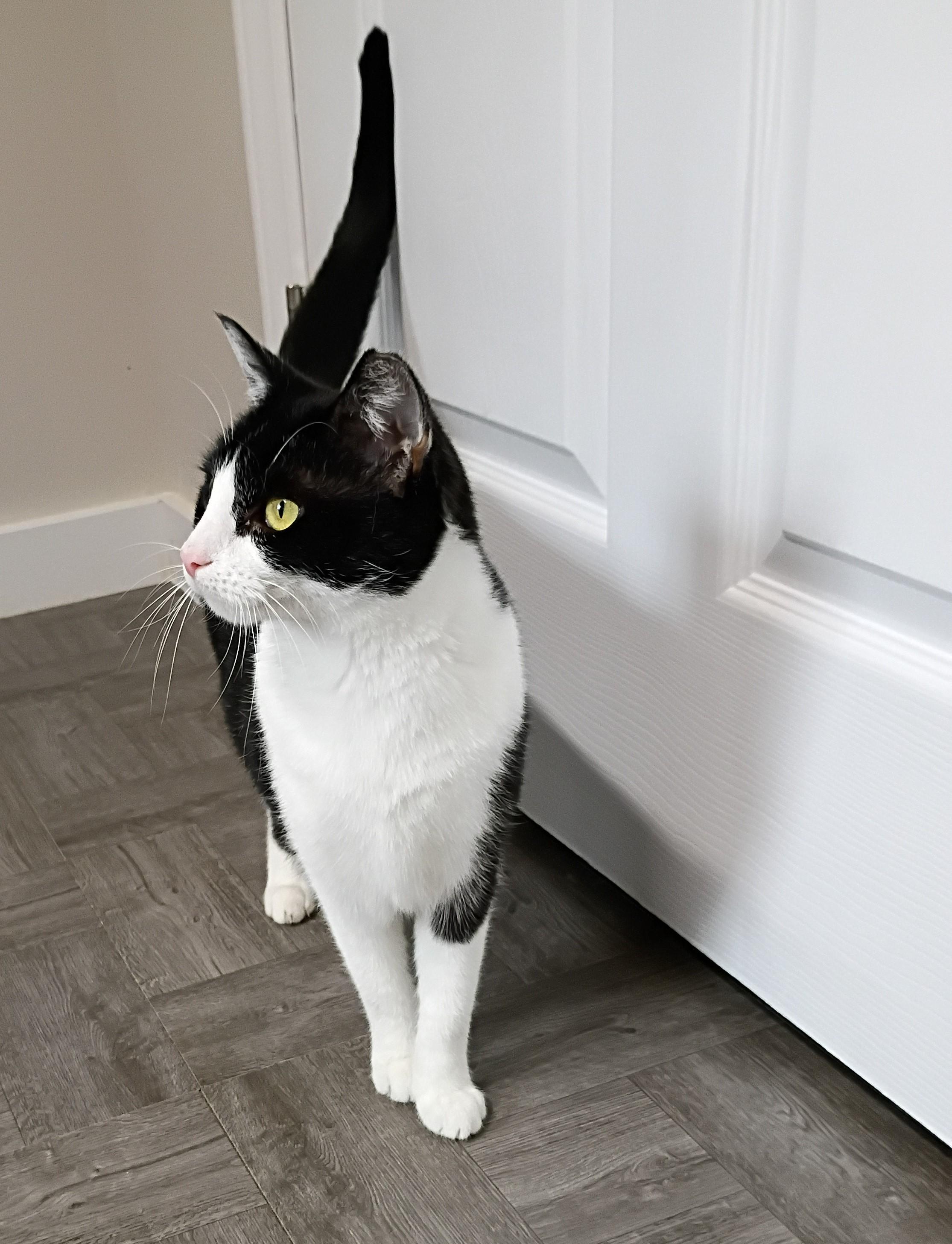 Diva, a Adoptable Tuxedo in Rogersville, TN image 4/5