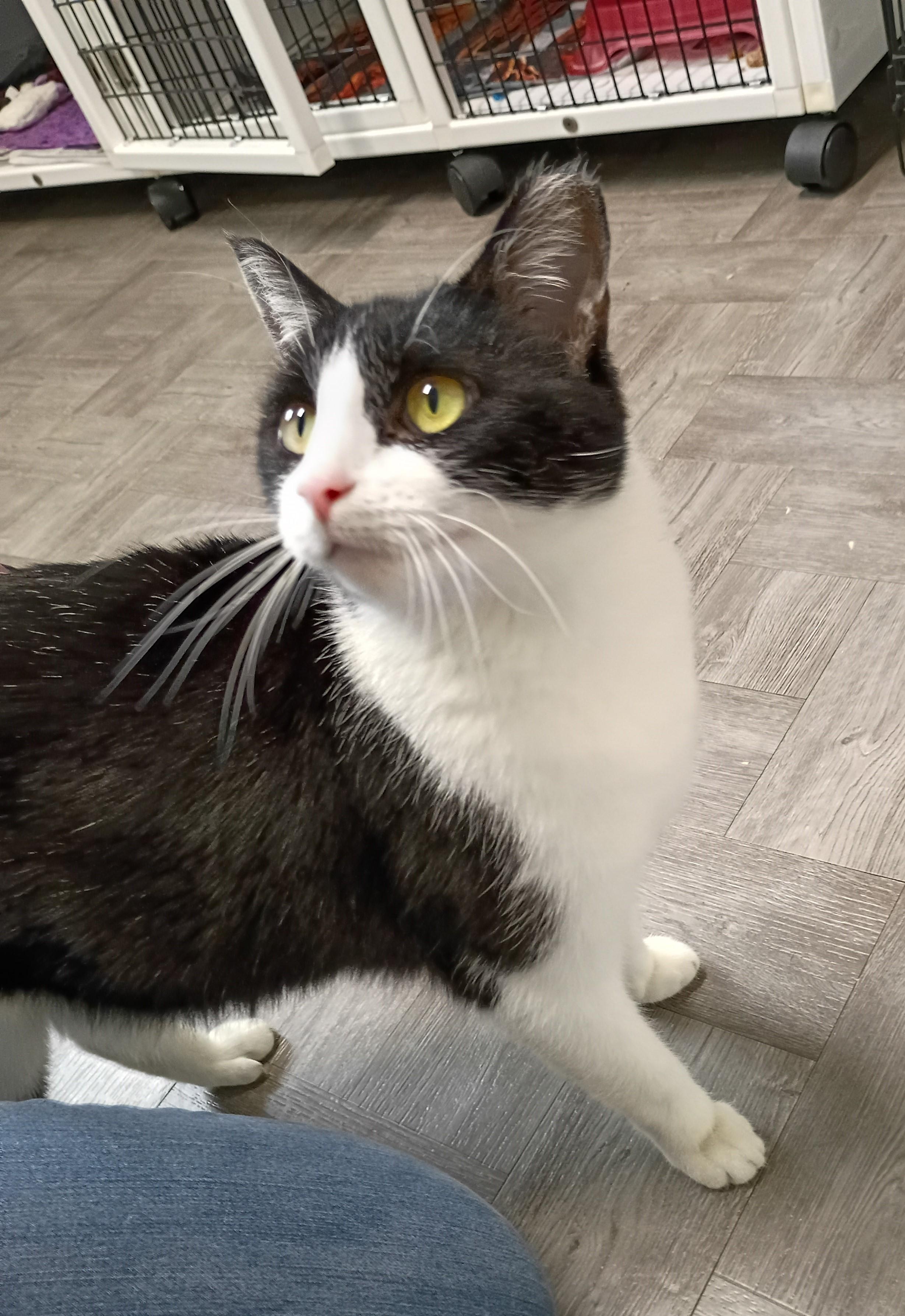 Diva, a Adoptable Tuxedo in Rogersville, TN image 3/5