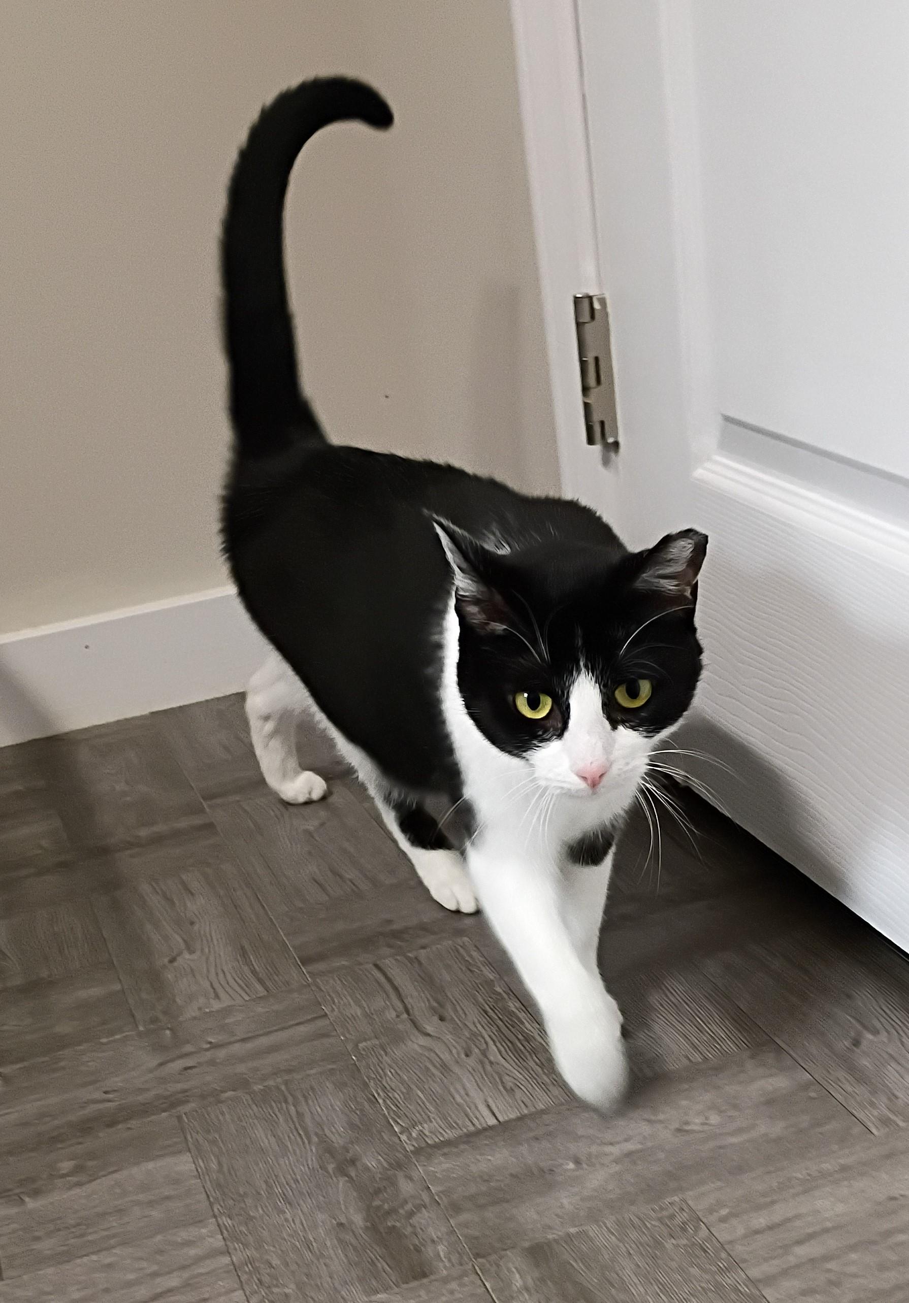Diva, Adoptable, Adult Female Tuxedo.