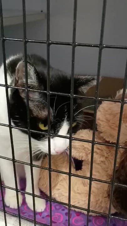 Enlarge Diva, a Adoptable Tuxedo in Rogersville, TN video 2/5