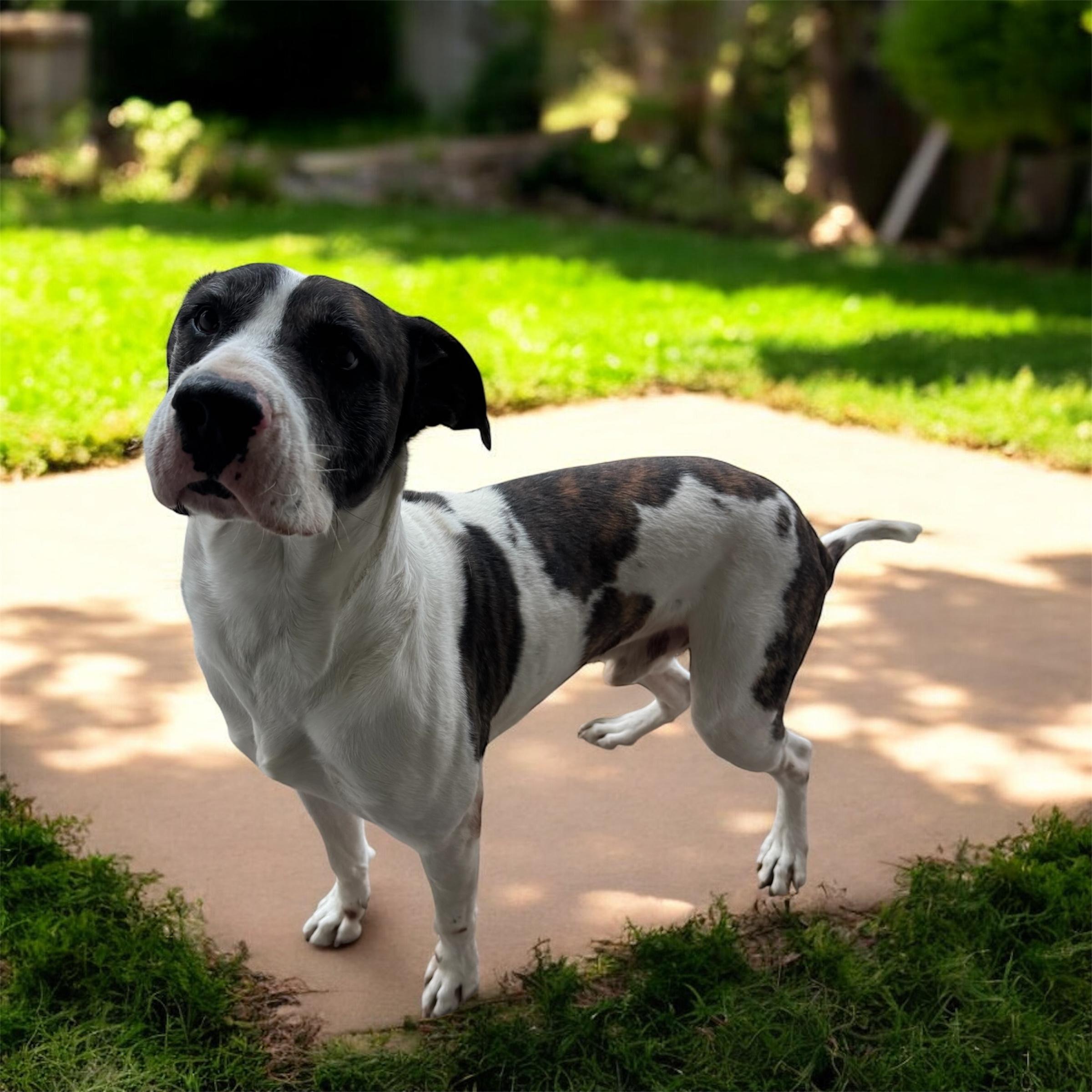 Enlarge Buck, a Adoptable mixed breed in Denver , CO image 5/6