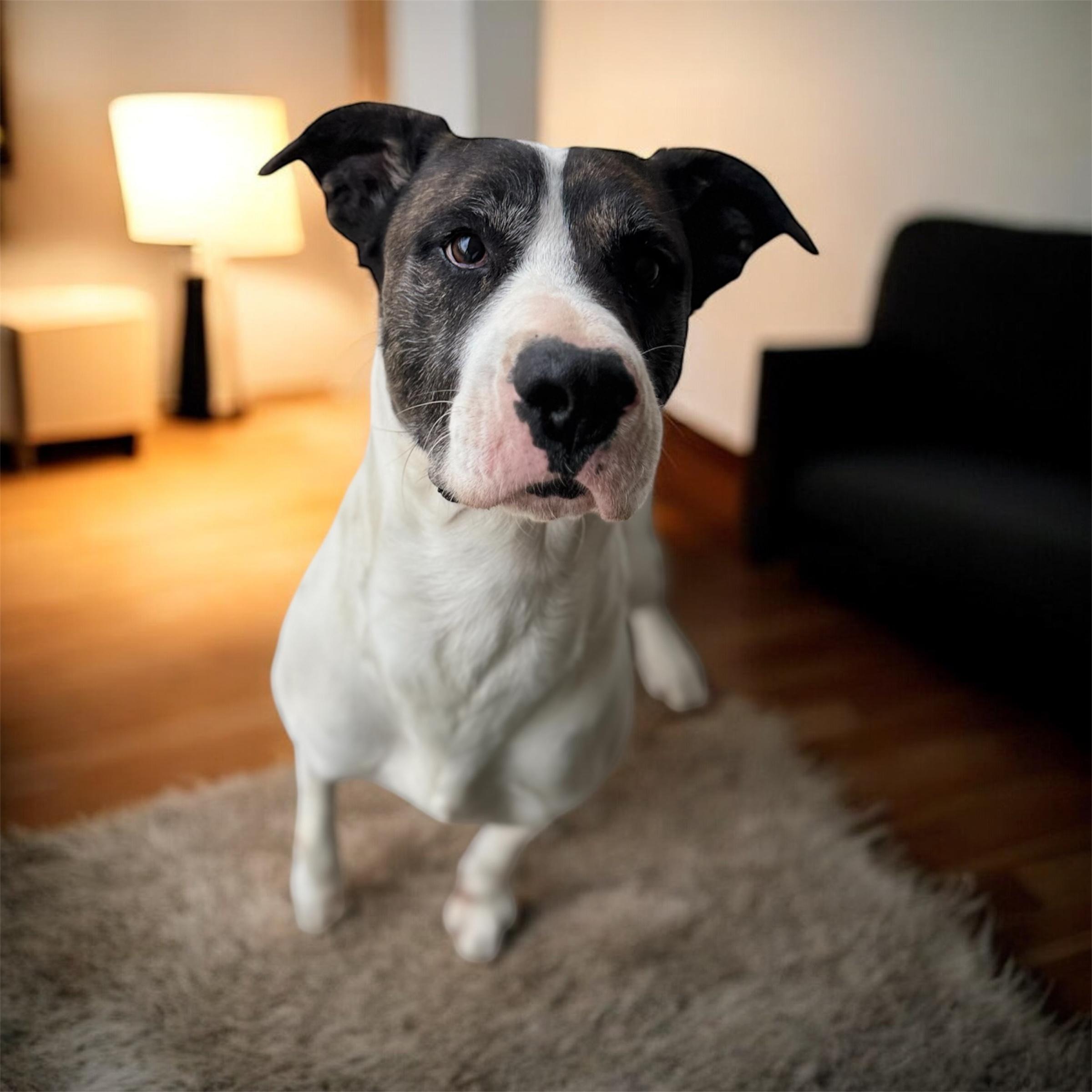 Enlarge Buck, a Adoptable mixed breed in Denver , CO image 3/6
