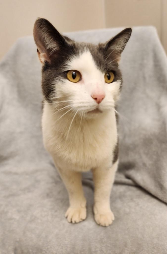 Enlarge Fluffball, a Adoptable mixed breed in Superior, WI image 1/1