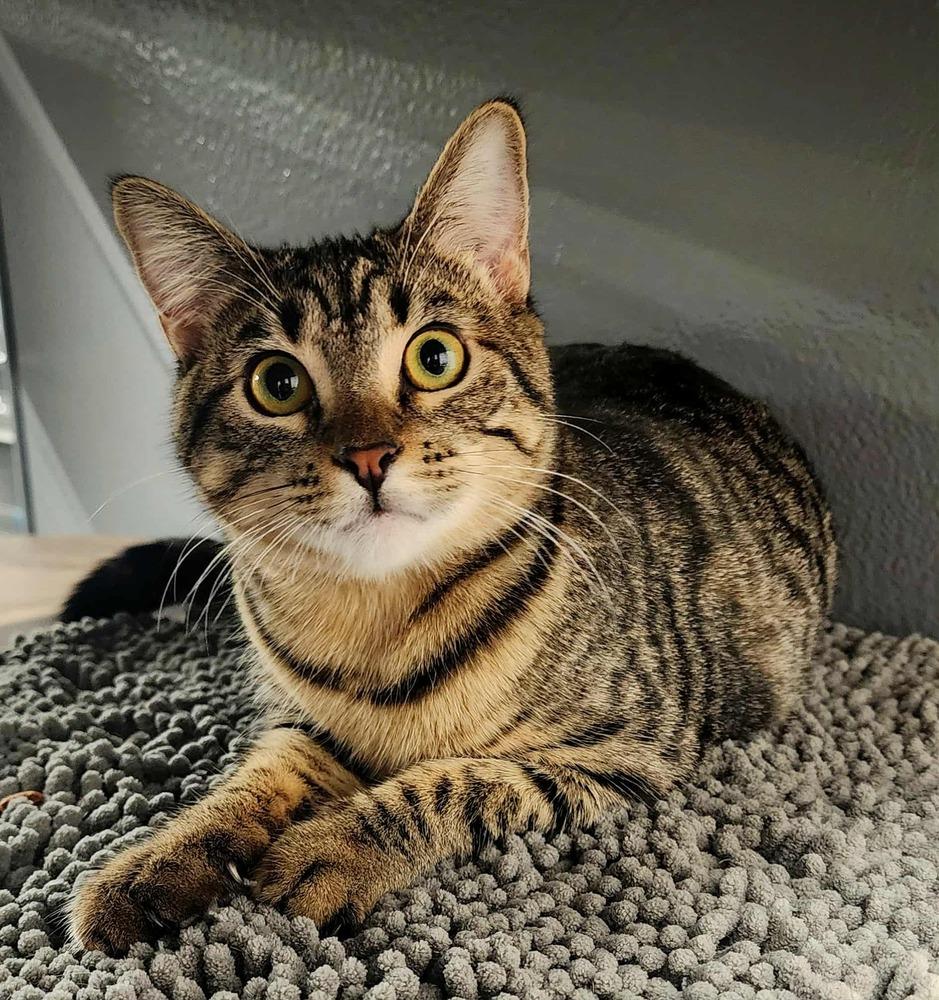 Tangy, a Adoptable Tabby in Calimesa, CA image 1/2