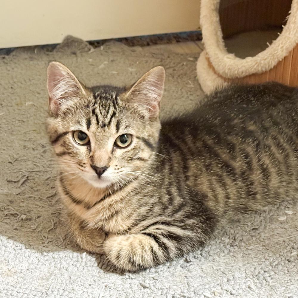 Tangy, a Adoptable Tabby in Calimesa, CA image 2/2