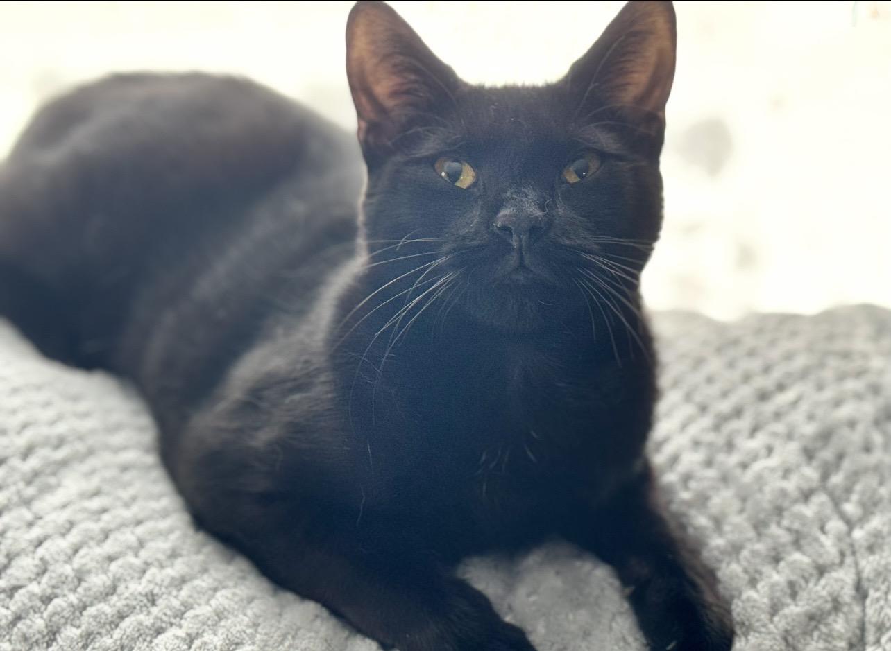 Enlarge Luke, an adopted Domestic Short Hair in Manchester, NH image 1/1