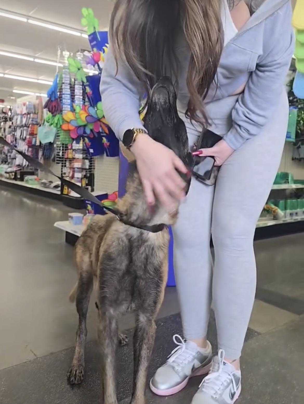 Enlarge Seven, a ADOPTABLE Belgian Shepherd / Malinois in Duxbury, MA image 4/4