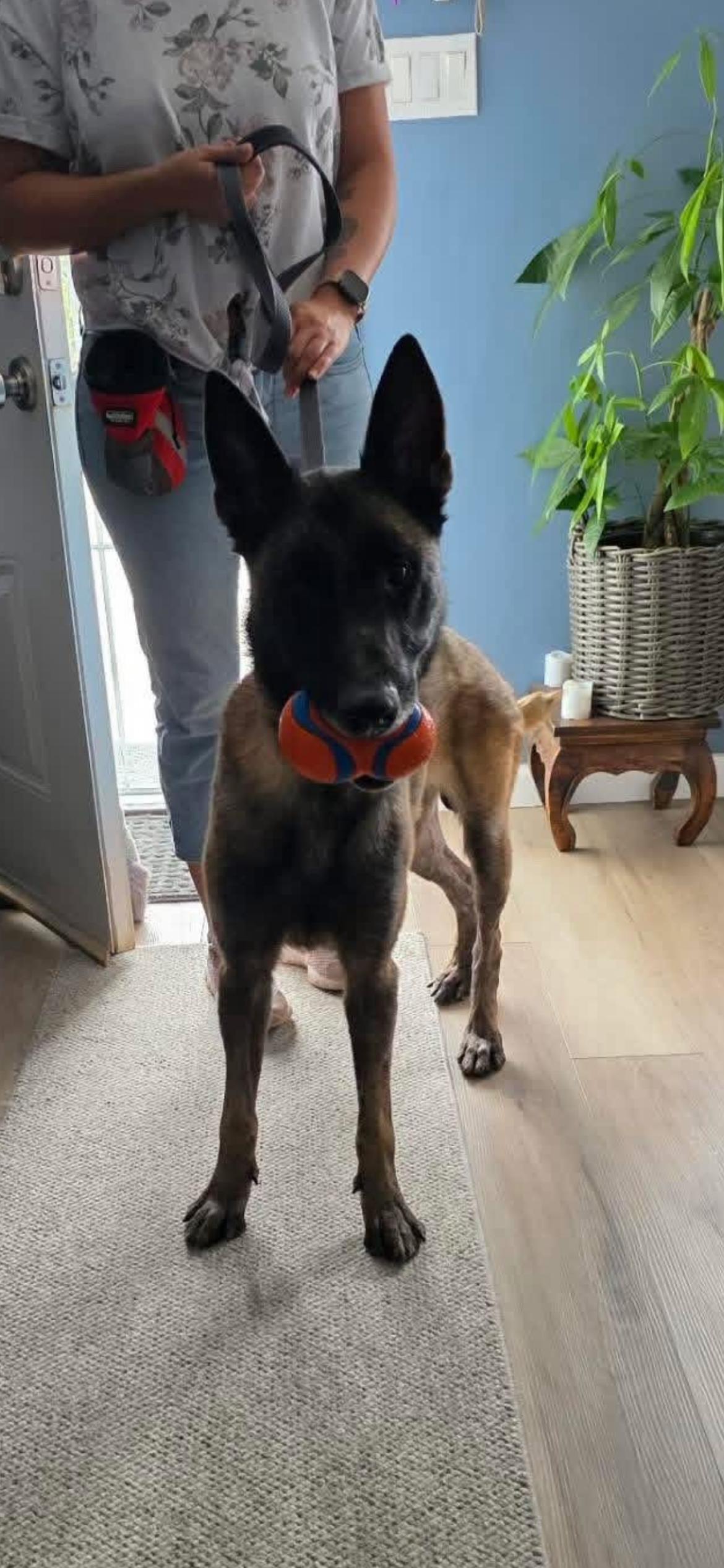 Enlarge Seven, a ADOPTABLE Belgian Shepherd / Malinois in Duxbury, MA image 1/4