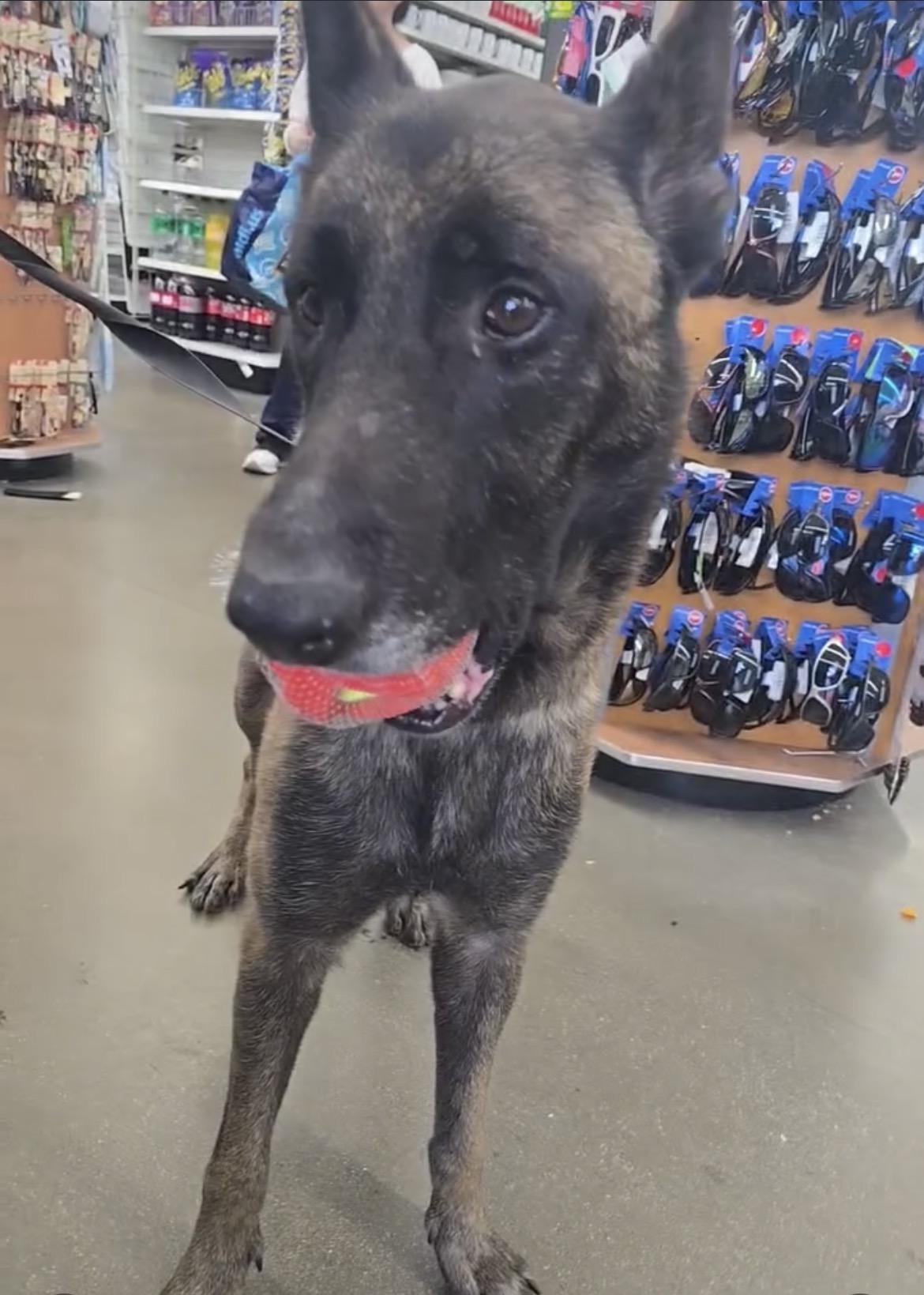 Enlarge Seven, a ADOPTABLE Belgian Shepherd / Malinois in Duxbury, MA image 3/4