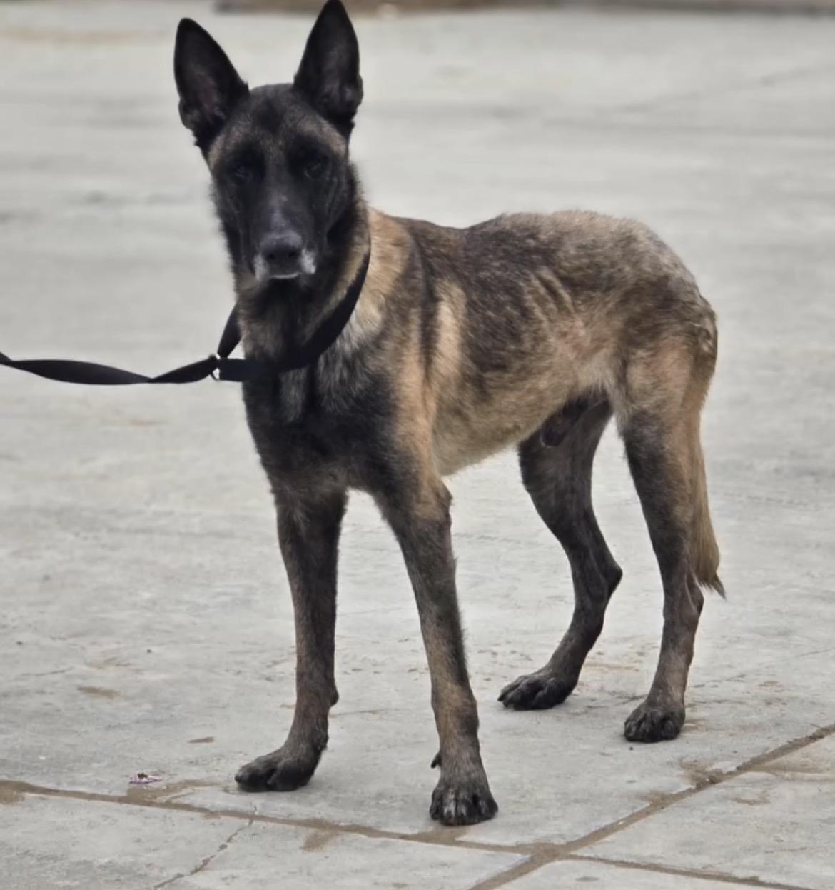 Enlarge Seven, a ADOPTABLE Belgian Shepherd / Malinois in Duxbury, MA image 2/4