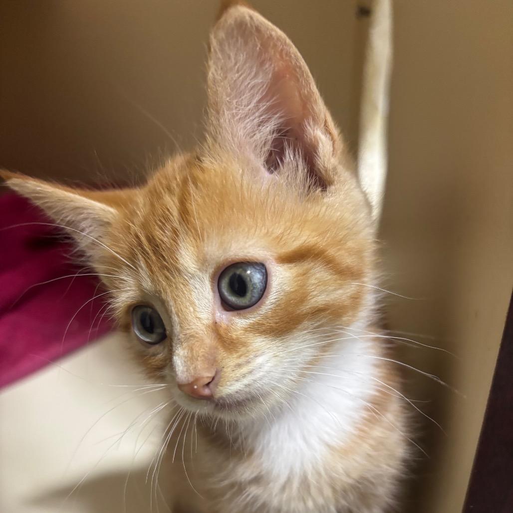 Enlarge Saja, a Adoptable Domestic Short Hair in Mocksville, NC image 1/4