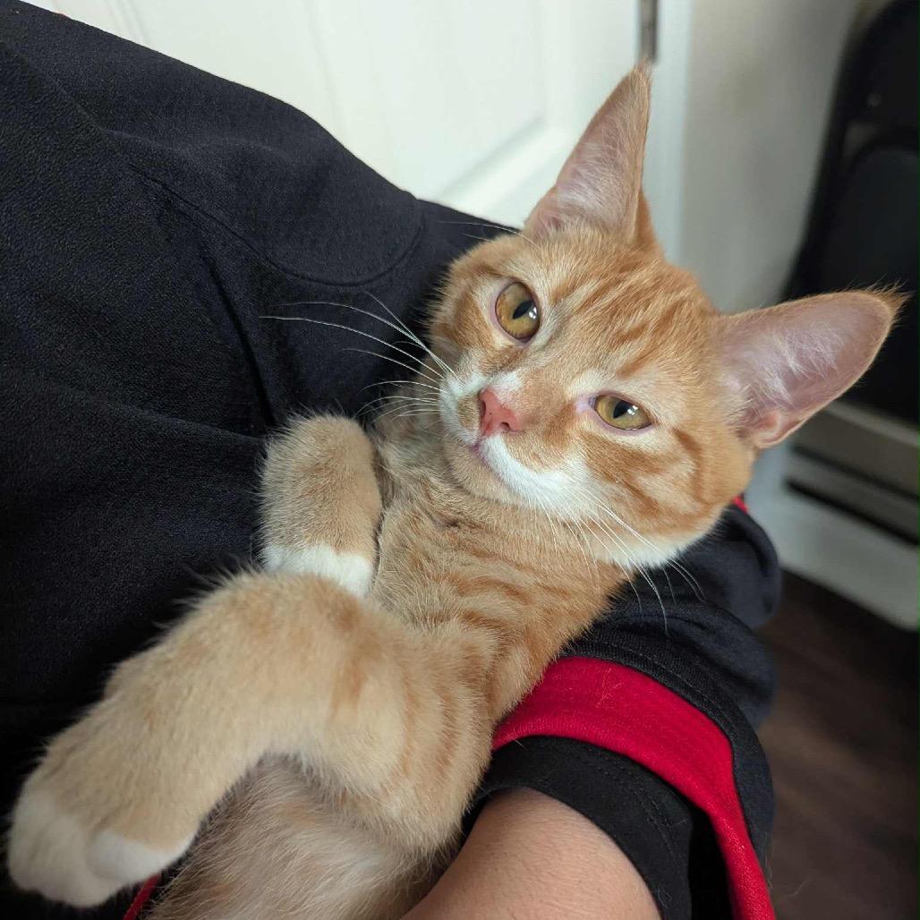 Enlarge Saja, a Adoptable Domestic Short Hair in Mocksville, NC image 2/4