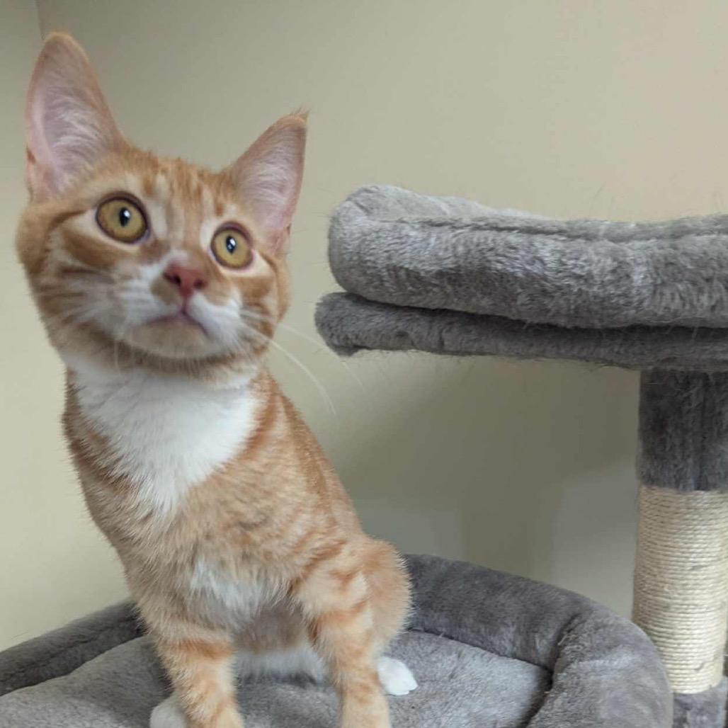 Enlarge Saja, a Adoptable Domestic Short Hair in Mocksville, NC image 3/4