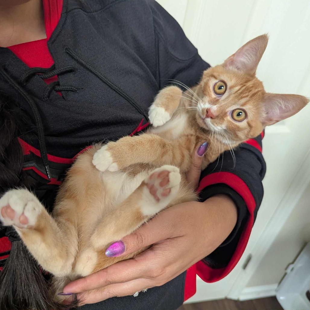 Enlarge Saja, a Adoptable Domestic Short Hair in Mocksville, NC image 4/4