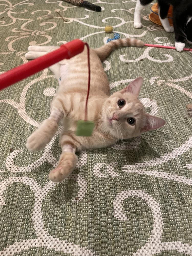 Katniss, Adoptable, Kitten Female Domestic Medium Hair.