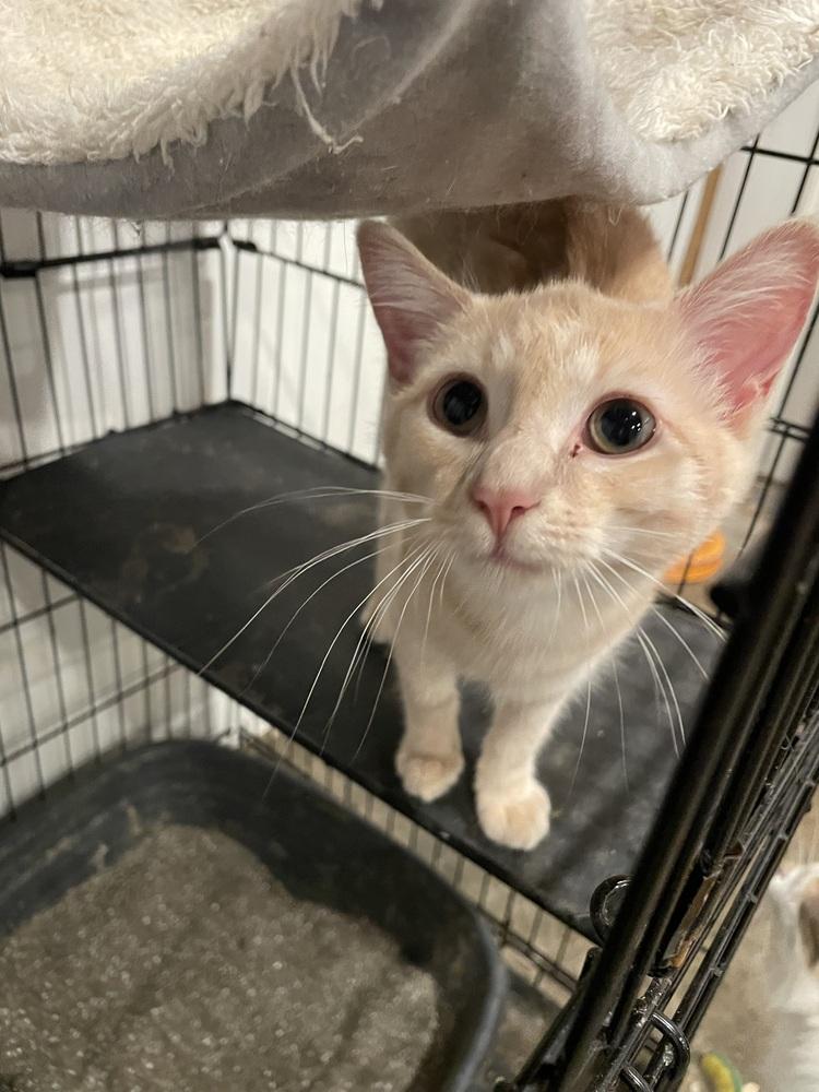 Enlarge Katniss, a Adoptable mixed breed in Newnan, GA image 2/4