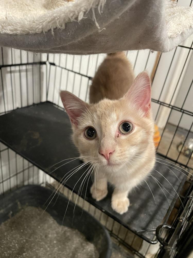 Enlarge Katniss, a Adoptable mixed breed in Newnan, GA image 4/4