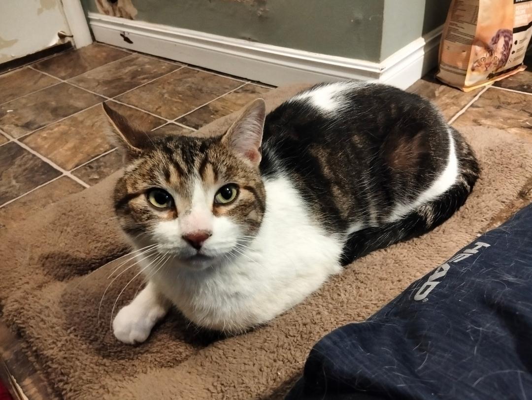 Enlarge Oliver, a ADOPTABLE Tabby in Hamilton, ON image 1/4