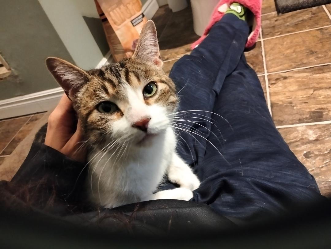 Enlarge Oliver, a ADOPTABLE Tabby in Hamilton, ON image 3/4