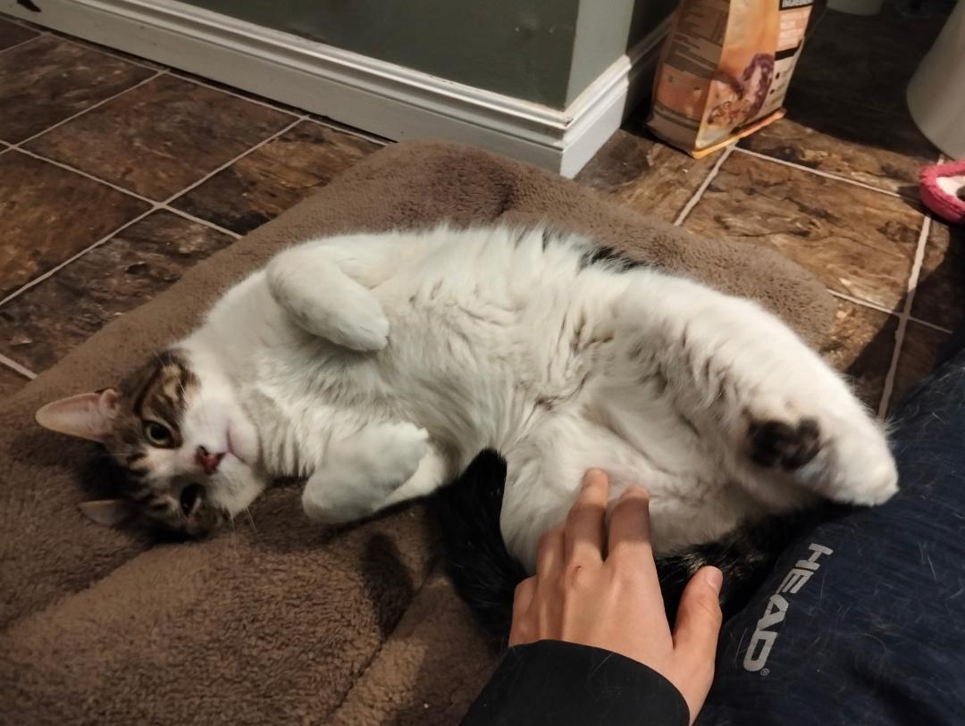 Enlarge Oliver, a ADOPTABLE Tabby in Hamilton, ON image 4/4