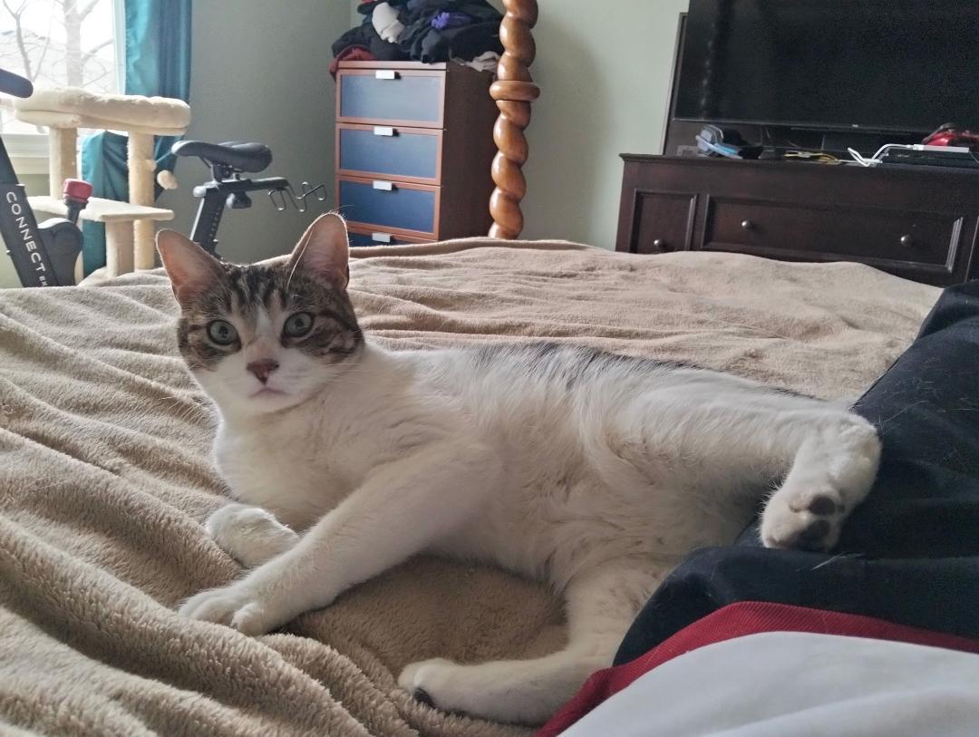 Enlarge Oliver, a ADOPTABLE Tabby in Hamilton, ON image 2/4