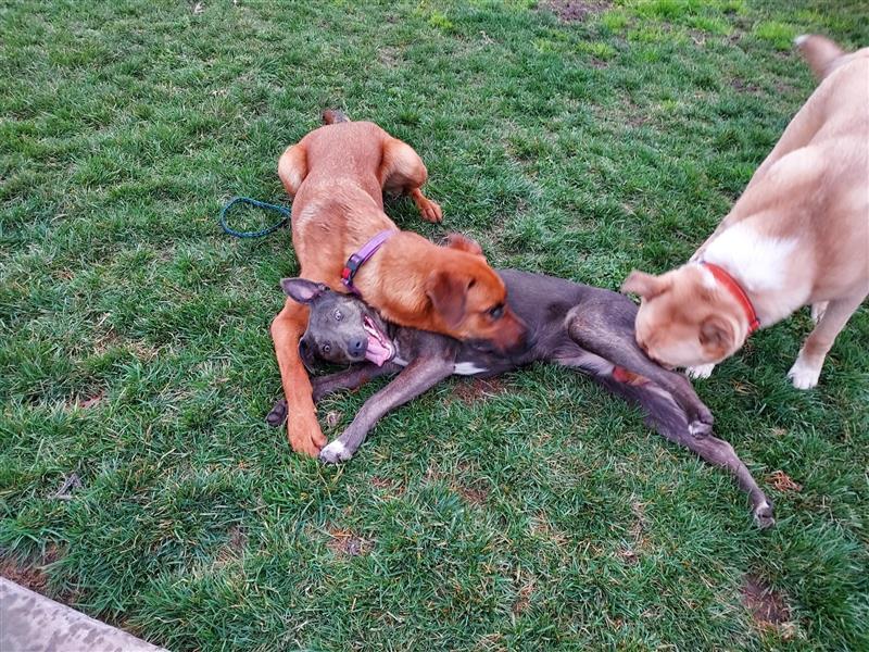 Enlarge Lucy, a Adoptable Australian Kelpie in Elk Grove, CA image 1/3