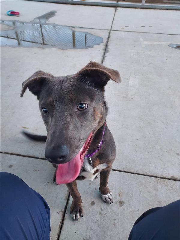 Enlarge Lucy, a Adoptable Australian Kelpie in Elk Grove, CA image 1/2