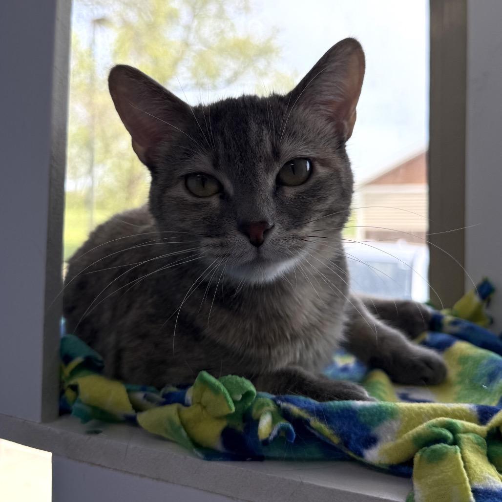 Reeah Belle, a Adoptable Domestic Short Hair in Mankato, MN image 3/6