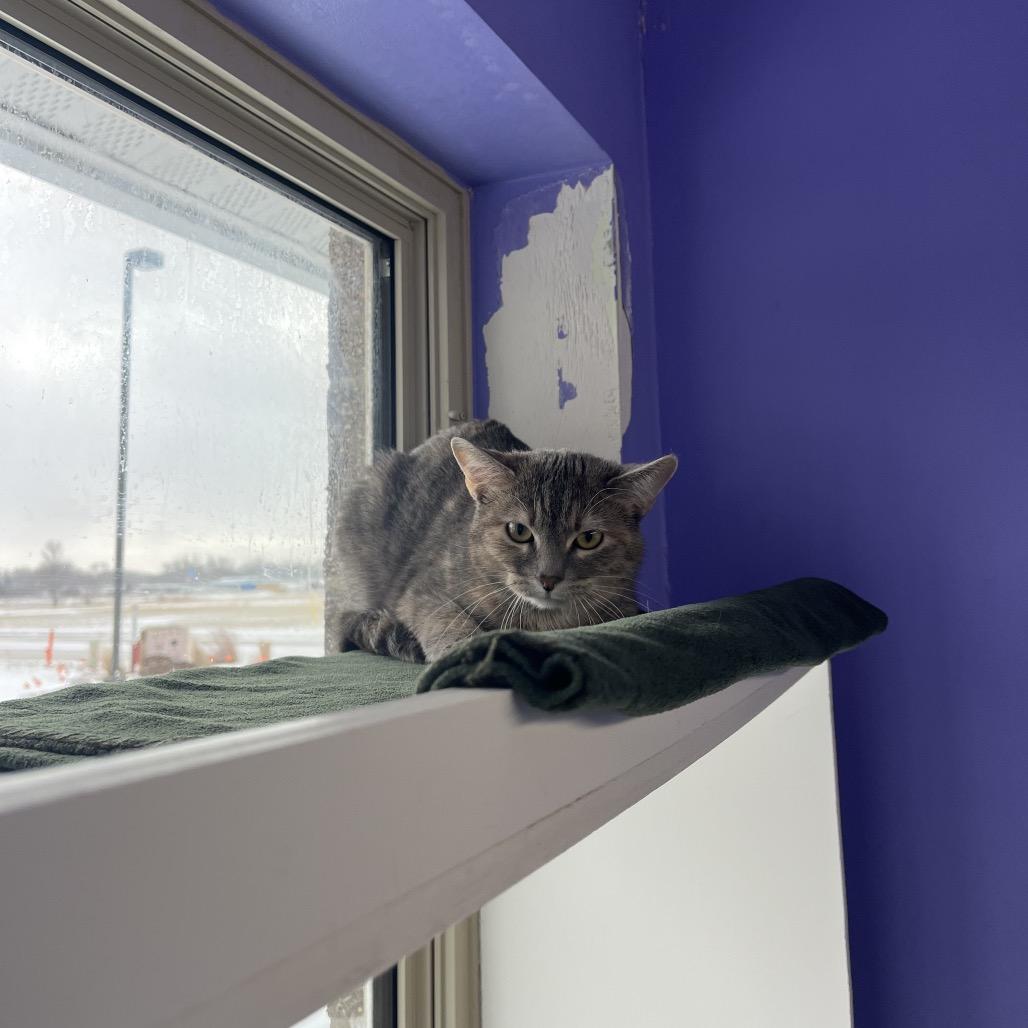 Reeah Belle, a Adoptable Domestic Short Hair in Mankato, MN image 4/6