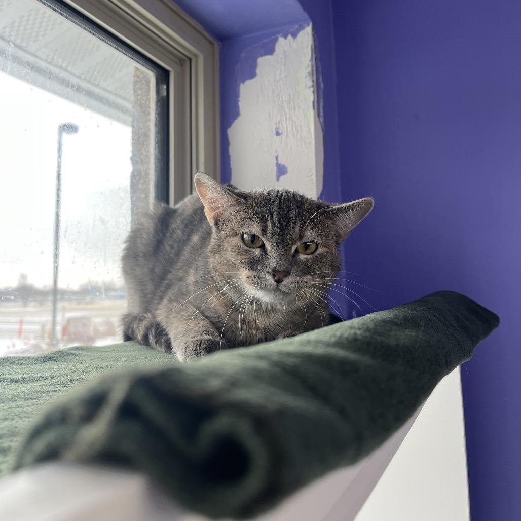 Reeah Belle, a Adoptable Domestic Short Hair in Mankato, MN image 5/6
