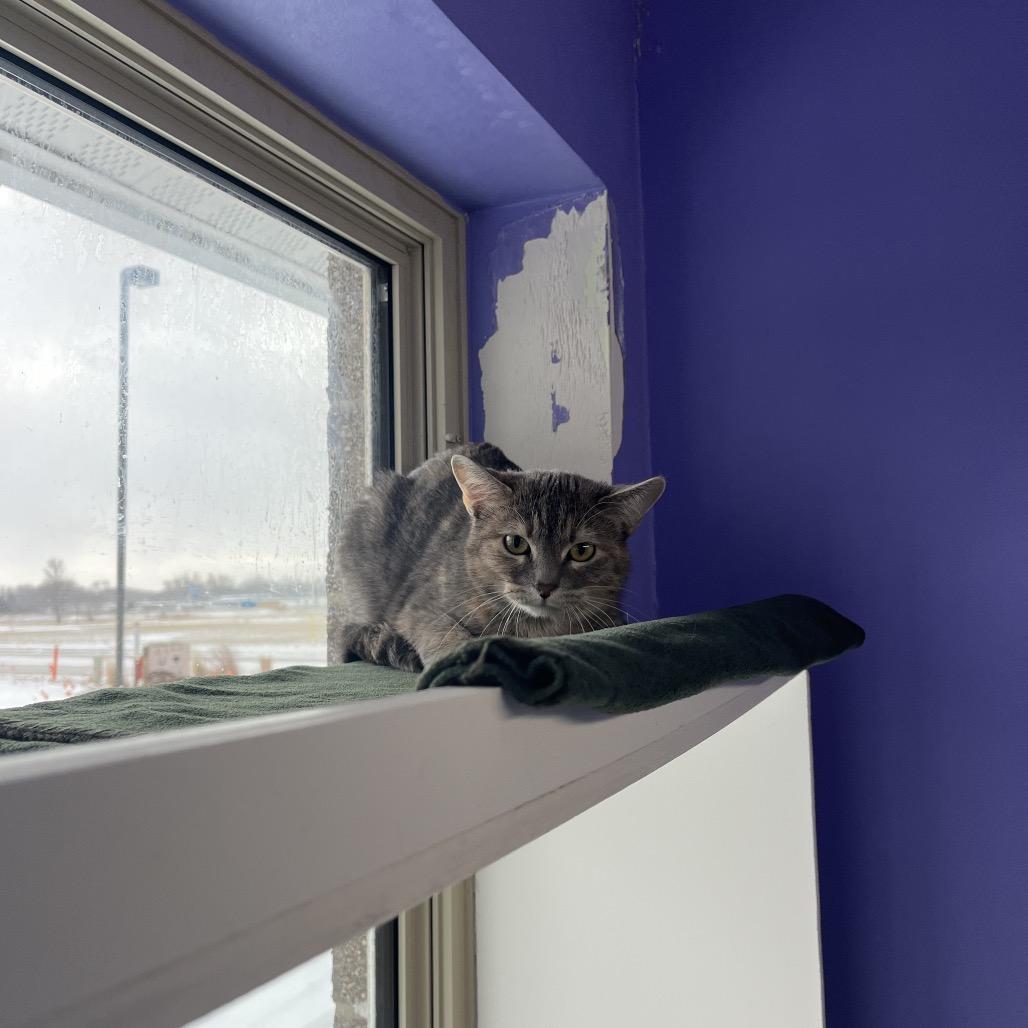 Reeah Belle, a Adoptable Domestic Short Hair in Mankato, MN image 6/6