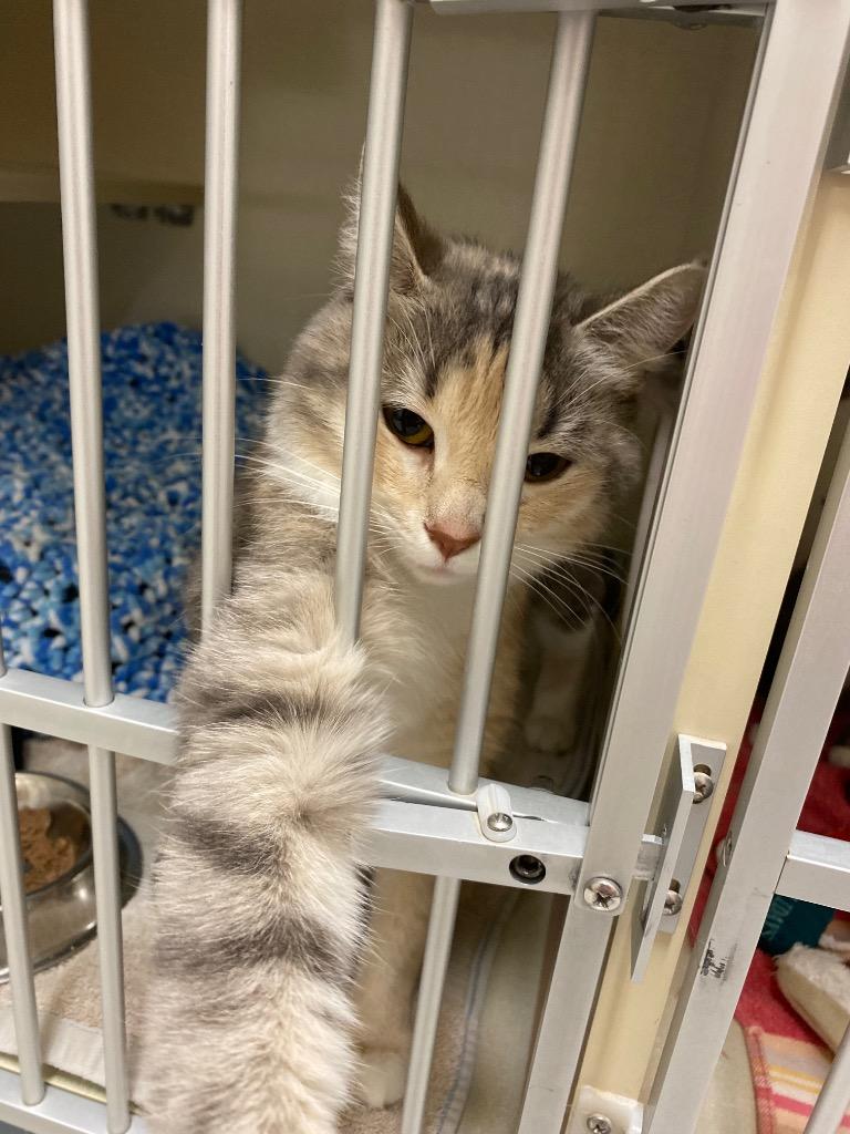 Sheenu, Adoptable, Young Female Domestic Short Hair.