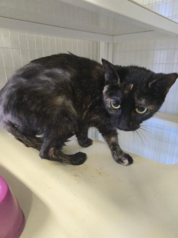 Enlarge Bella, a Adoptable Domestic Short Hair in Cortland, NY image 2/6