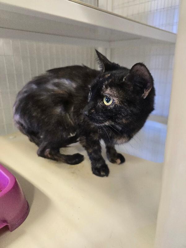 Enlarge Bella, a Adoptable Domestic Short Hair in Cortland, NY image 3/6