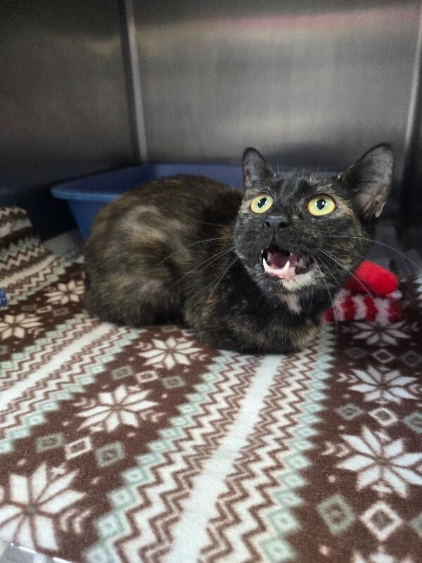 Enlarge Bella, a Adoptable Domestic Short Hair in Cortland, NY image 4/6