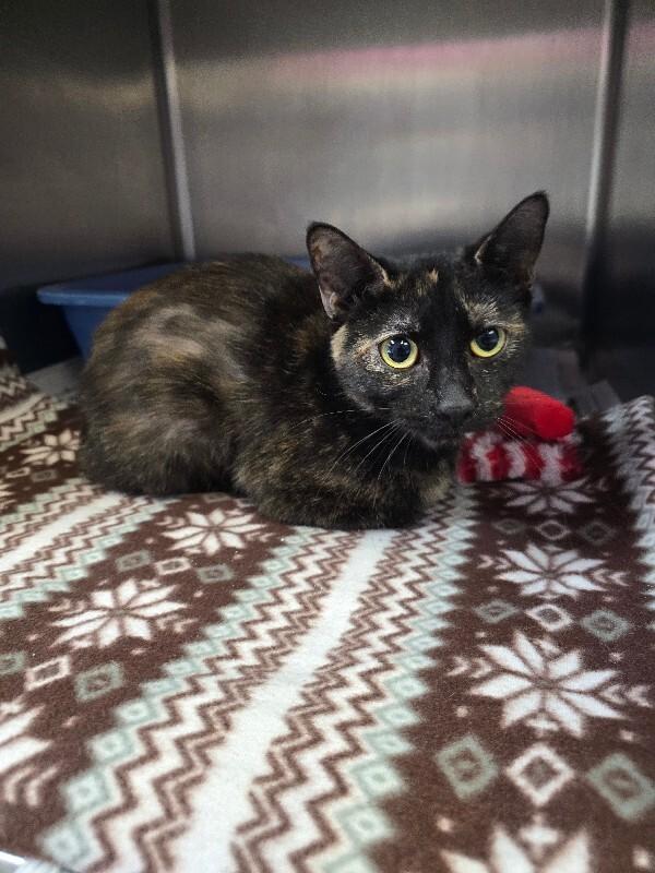 Enlarge Bella, a Adoptable Domestic Short Hair in Cortland, NY image 5/6