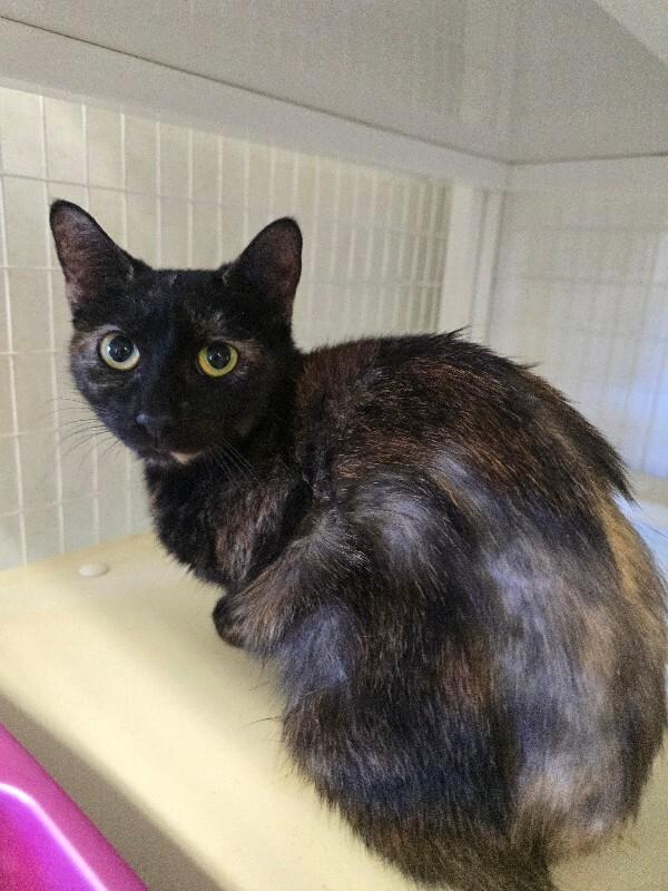 Enlarge Bella, a Adoptable Domestic Short Hair in Cortland, NY image 6/6