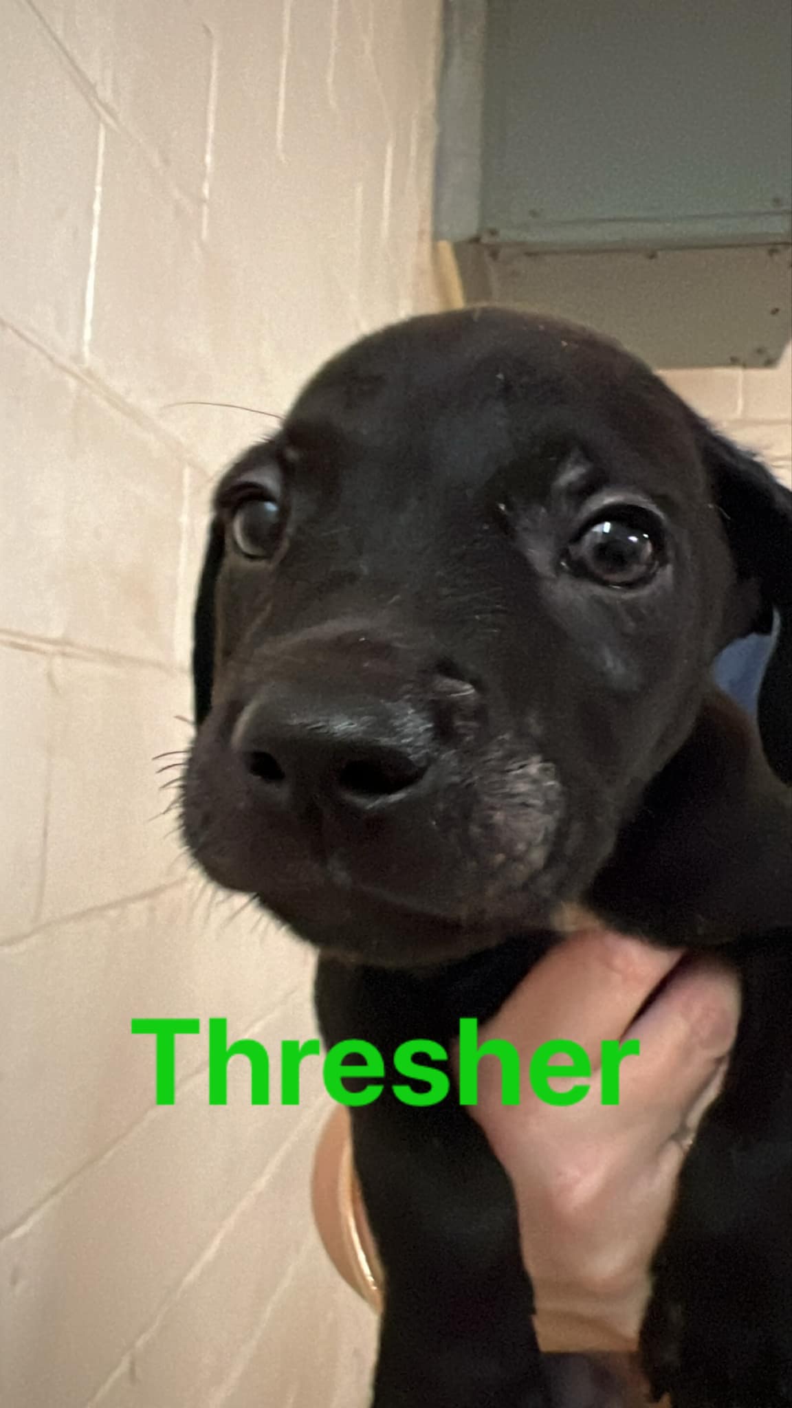 Thresher- Shark litter, an adopted Black Labrador Retriever in Sheboygan, WI_image-1
