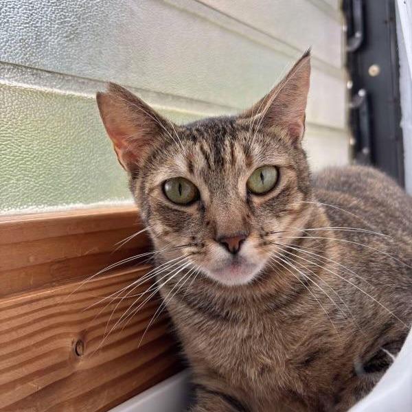 Cinnamon, Adoptable, Adult Female Domestic Short Hair.