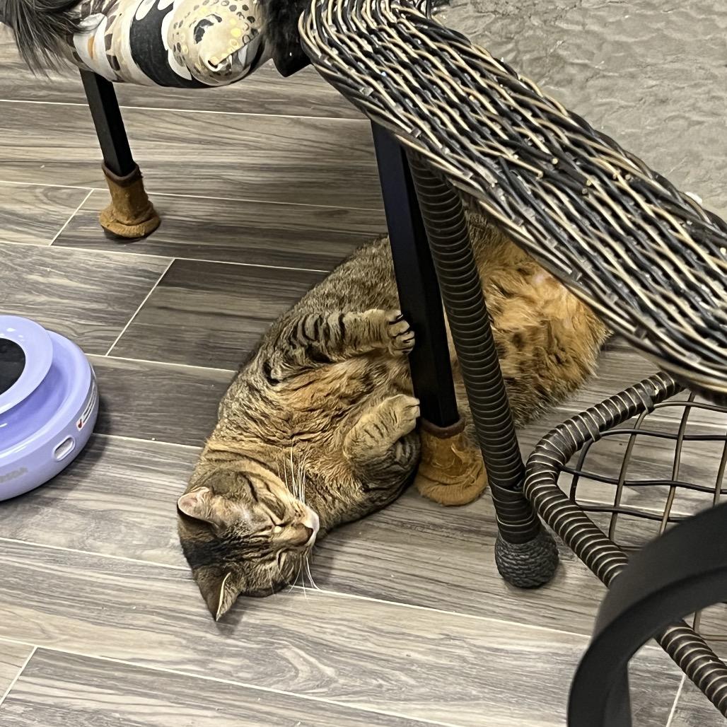 Enlarge Cinnamon, a Adoptable Domestic Short Hair in Las Vegas, NV image 2/4