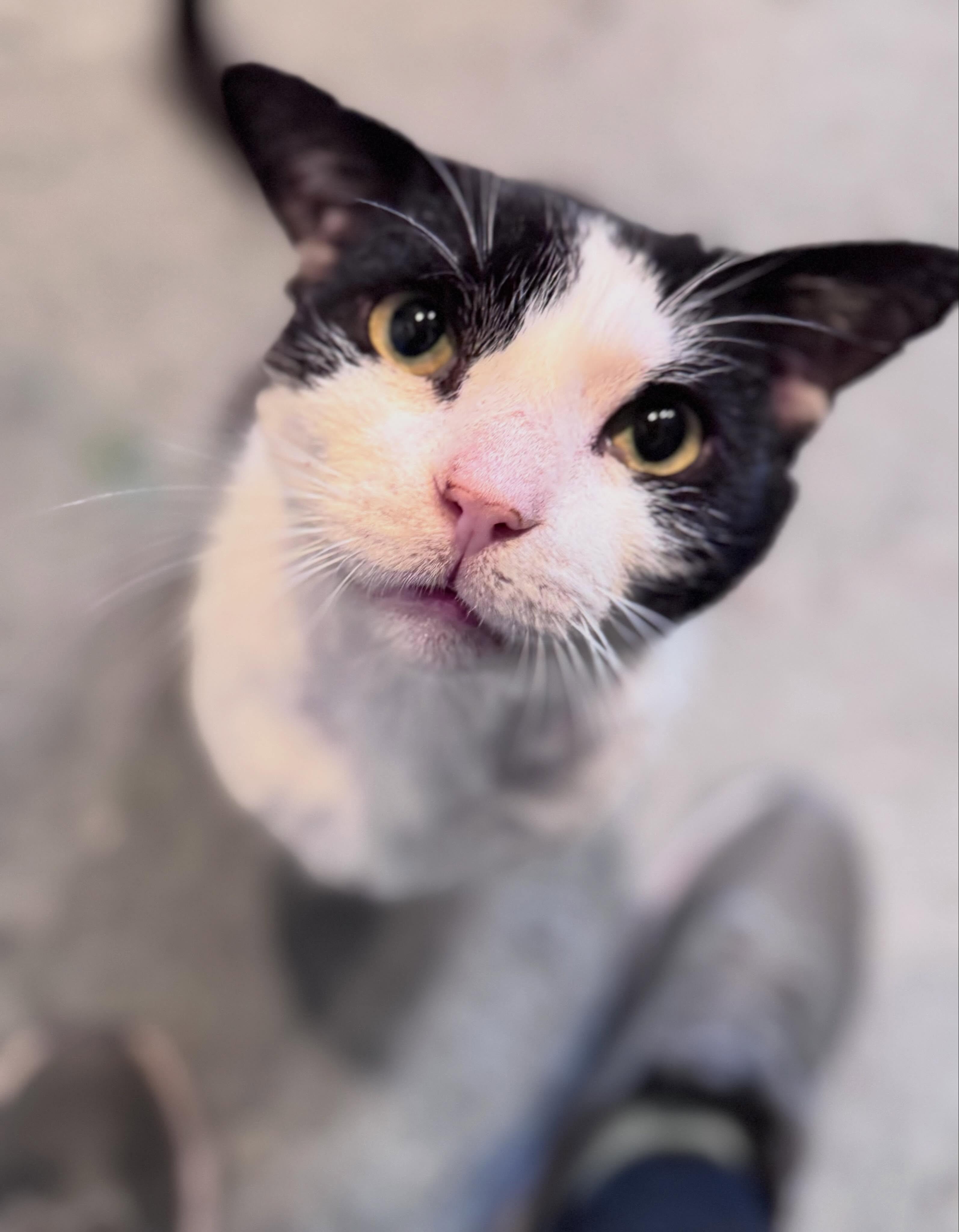 Cupid, Adoptable, Adult Male Domestic Short Hair.