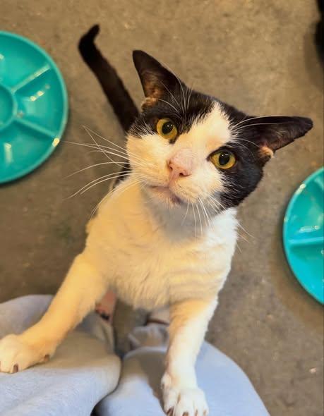 Enlarge Cupid, a Adoptable Domestic Short Hair in Levittown, PA image 3/3