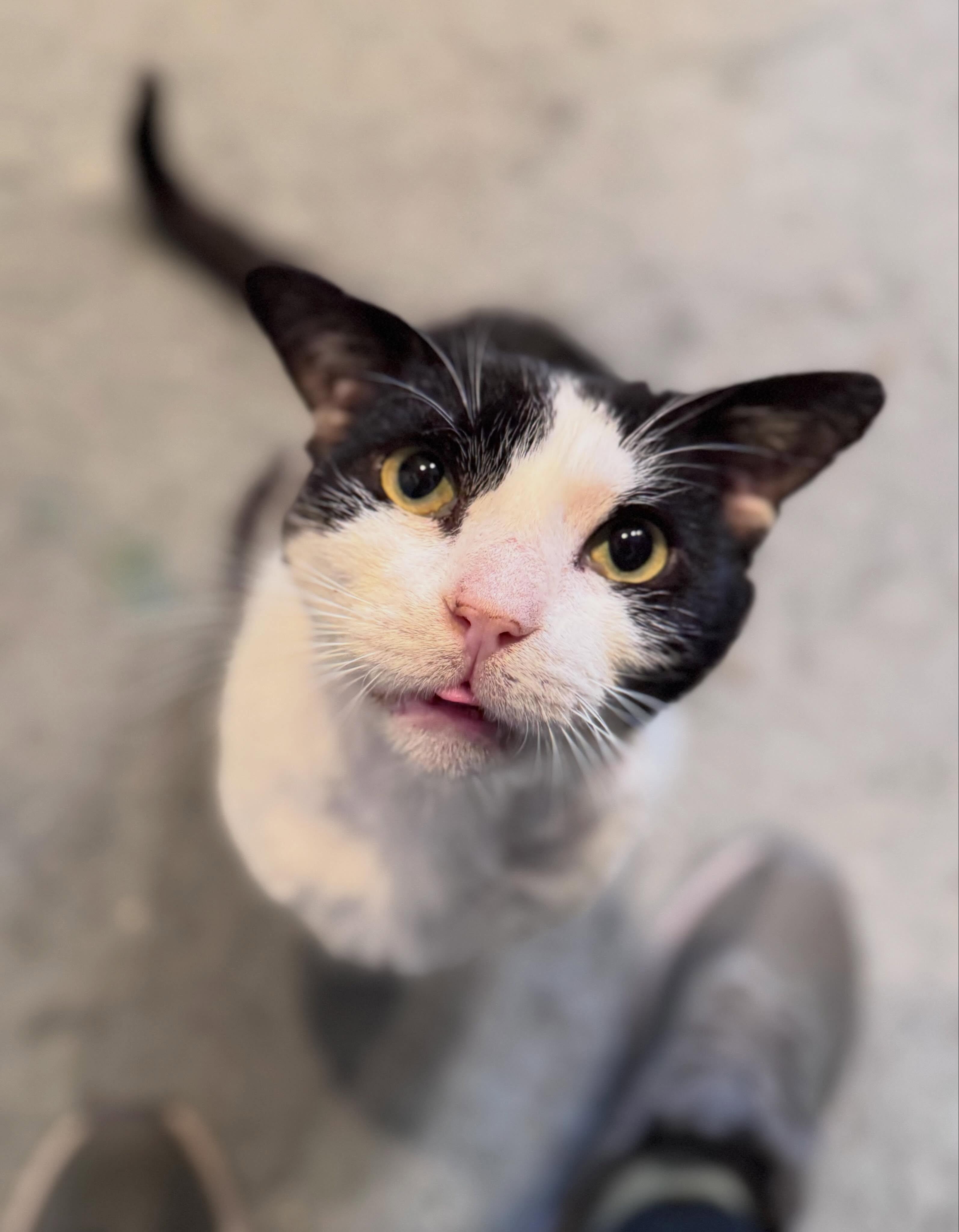 Enlarge Cupid, a Adoptable Domestic Short Hair in Levittown, PA image 2/3