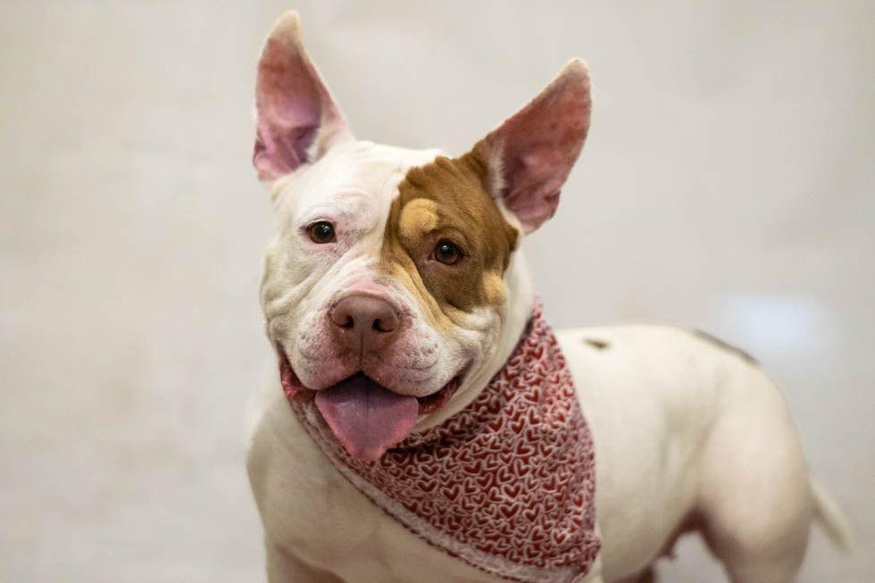 Valentina, Adopted, Young Female Terrier.
